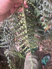 Polystichum