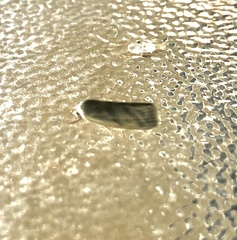 Earias paralella
