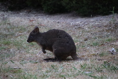 Thylogale billardierii