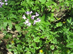 Cardamine quinquefolia
