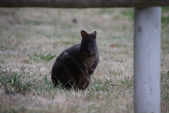 Thylogale billardierii