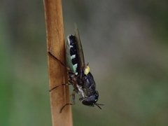 Odontomyia hunteri