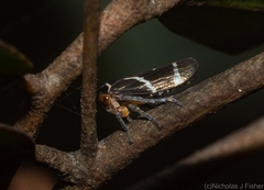 Eurymeloides bicincta