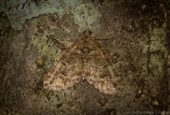 Crasilogia gressitti