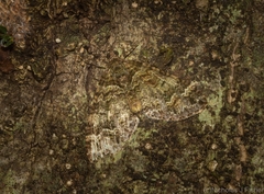 Crasilogia gressitti