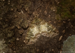 Crasilogia gressitti