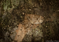 Crasilogia gressitti