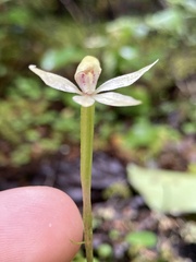 Adenochilus gracilis