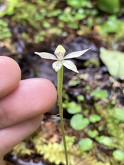 Adenochilus gracilis