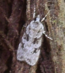 Scoparia chiasta