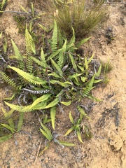 Blechnum australe