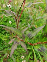 Persicaria decipiens