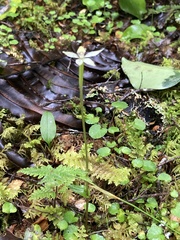Adenochilus gracilis