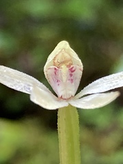 Adenochilus gracilis