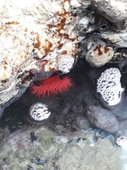 Actinia mediterranea