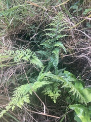 Asplenium appendiculatum