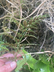 Asplenium appendiculatum