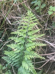 Asplenium appendiculatum