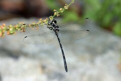 Eusynthemis nigra