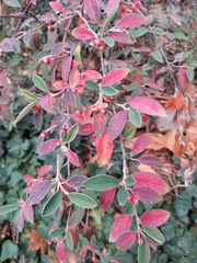 Cotoneaster pannosus
