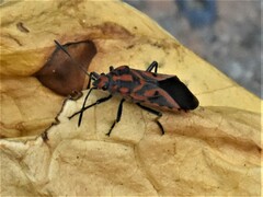 Spilostethus furcula