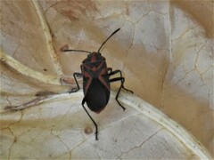 Spilostethus furcula
