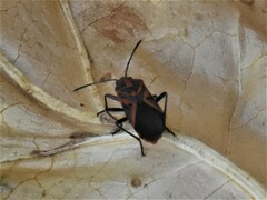 Spilostethus furcula