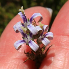 Wahlenbergia subulata