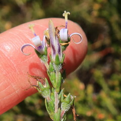 Wahlenbergia subulata