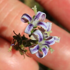 Wahlenbergia subulata