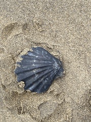 Flexopecten glaber