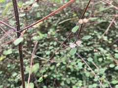Teucrium parvifolium