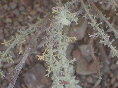 Pentzia incana
