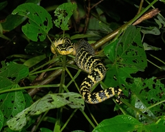 Tropidolaemus wagleri