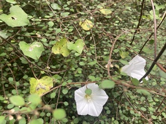 Calystegia tuguriorum