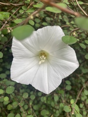 Calystegia tuguriorum