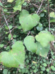 Calystegia tuguriorum