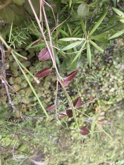 Epilobium rotundifolium