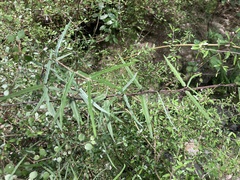 Parsonsia