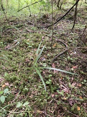 Pterostylis montana