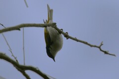 Melithreptus lunatus