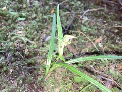 Pterostylis montana