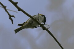 Melithreptus lunatus