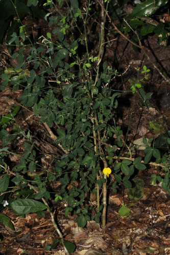 Crotalaria goodiiformis image