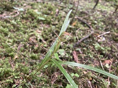 Pterostylis montana