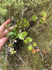 Gaultheria antipoda
