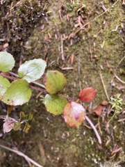 Gaultheria antipoda