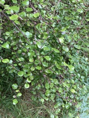 Helichrysum lanceolatum
