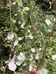 Helichrysum lanceolatum