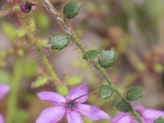 Tetratheca hispidissima